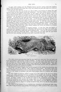 Original Old Antique Print The Fox Vulpes Vulgaris C1890 19th Century
