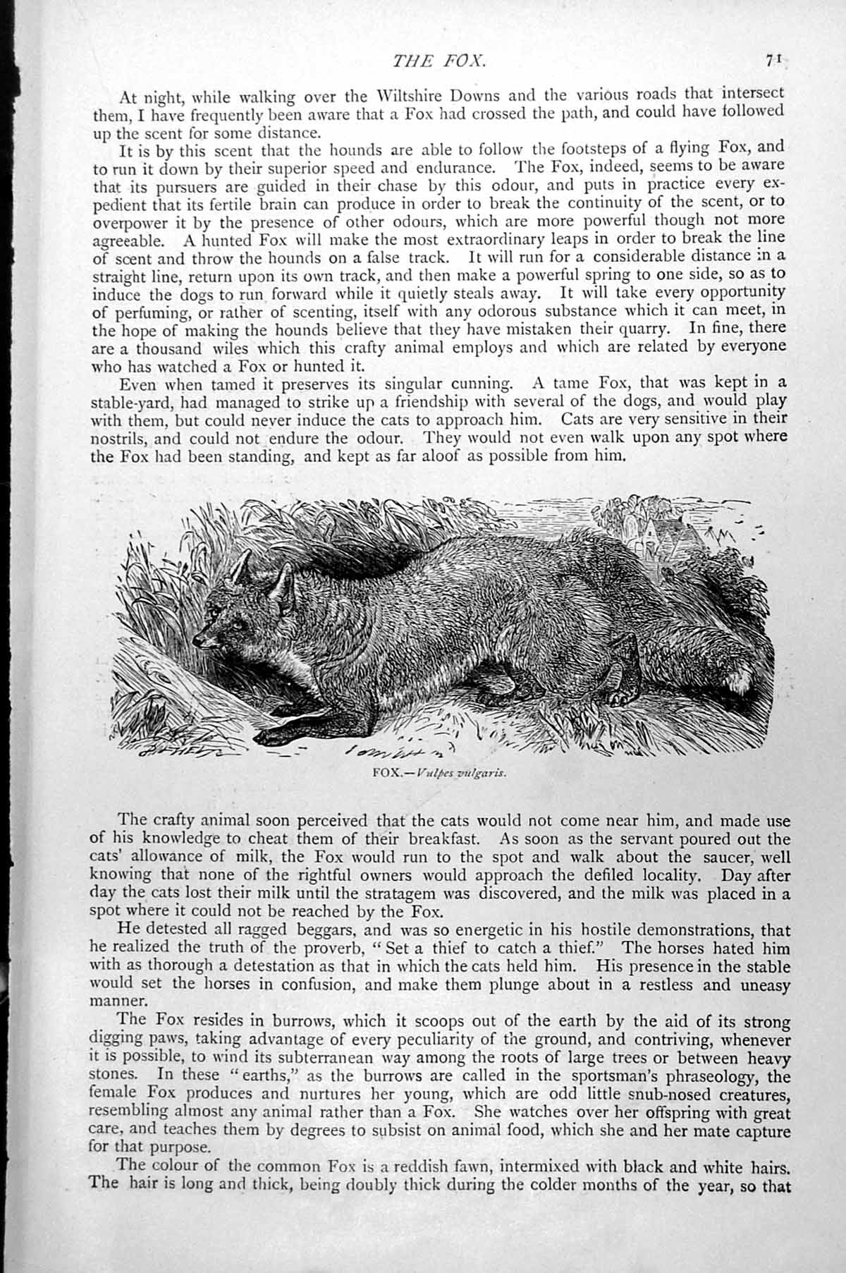 Original Old Antique Print The Fox Vulpes Vulgaris C1890 19th Century
