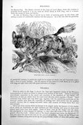 Original Old Antique Print Hunting Dog Lycaon Venaticus C1890 19th