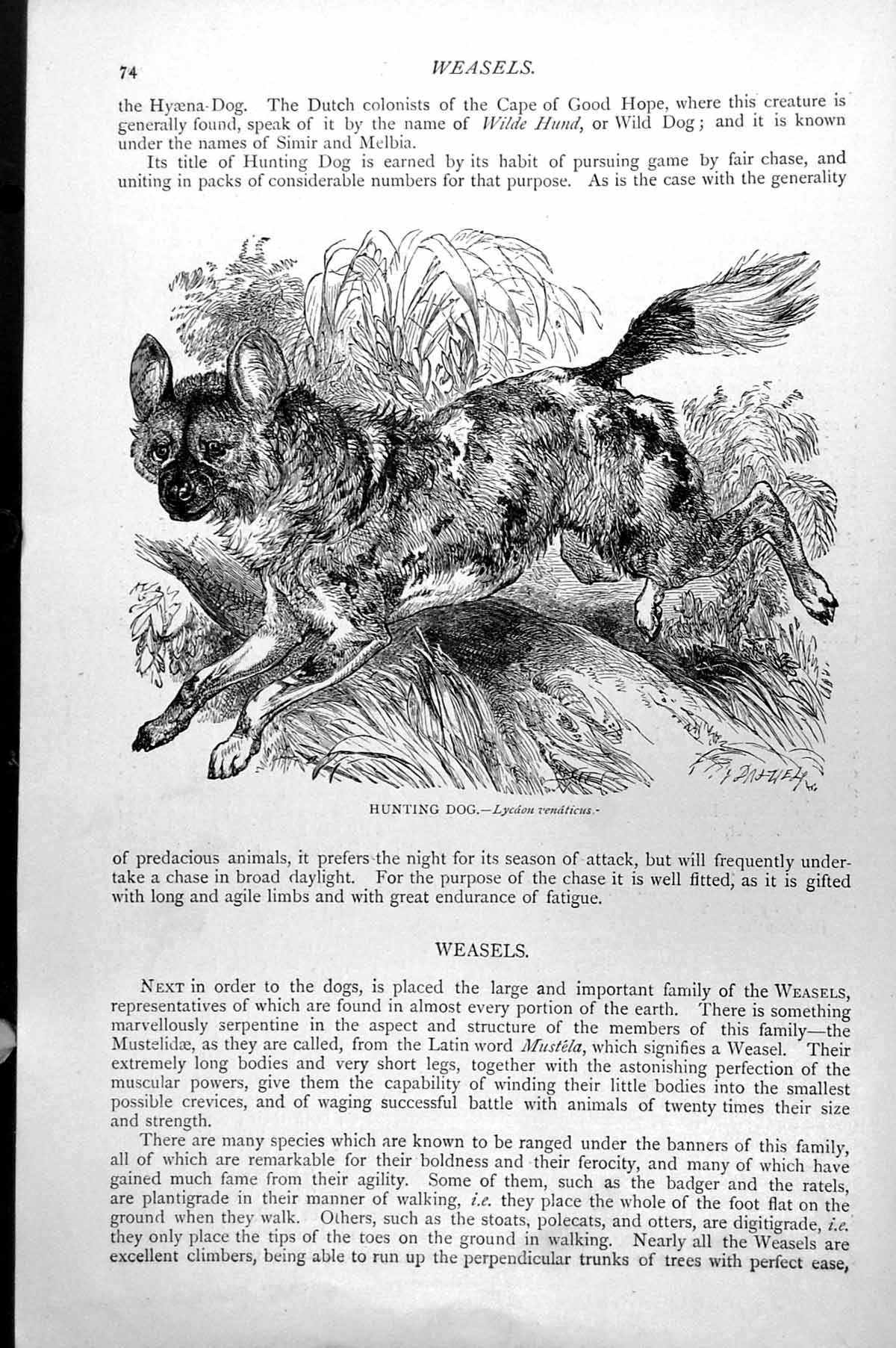 Original Old Antique Print Hunting Dog Lycaon Venaticus C1890 19th