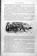 Original Old Antique Print Pine Marten Martes Abietum C1890 19th