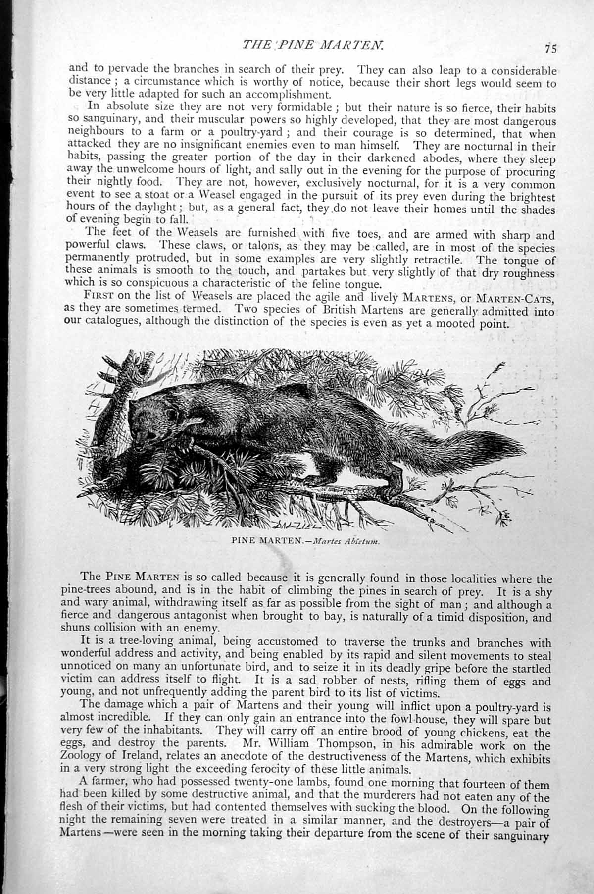 Original Old Antique Print Pine Marten Martes Abietum C1890 19th