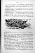 Original Old Antique Print Sable Martes Zibellina C1890 19th Century
