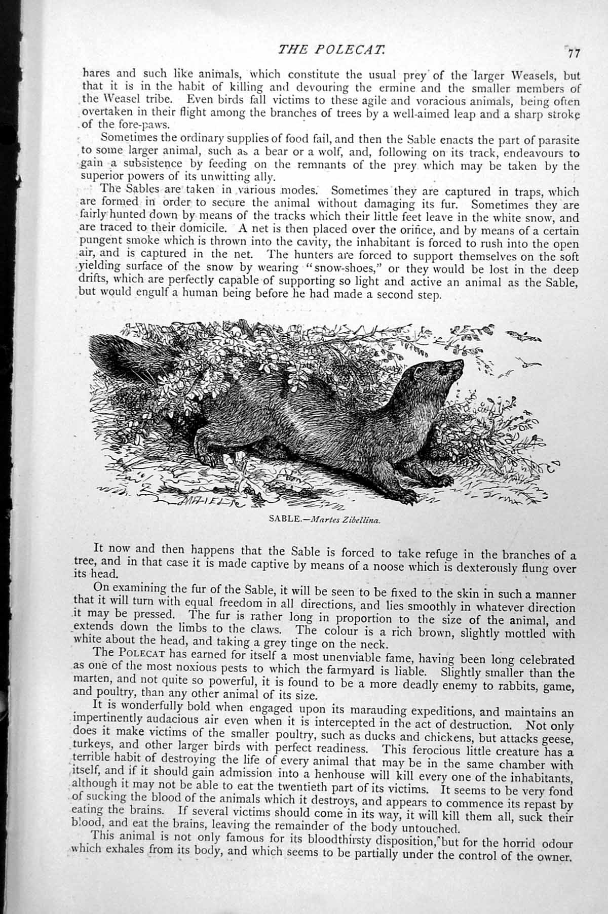 Original Old Antique Print Sable Martes Zibellina C1890 19th Century