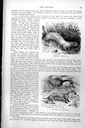 Original Old Antique Print Ferret Mustela Furo Weasel Mustela Vulgaris C1890