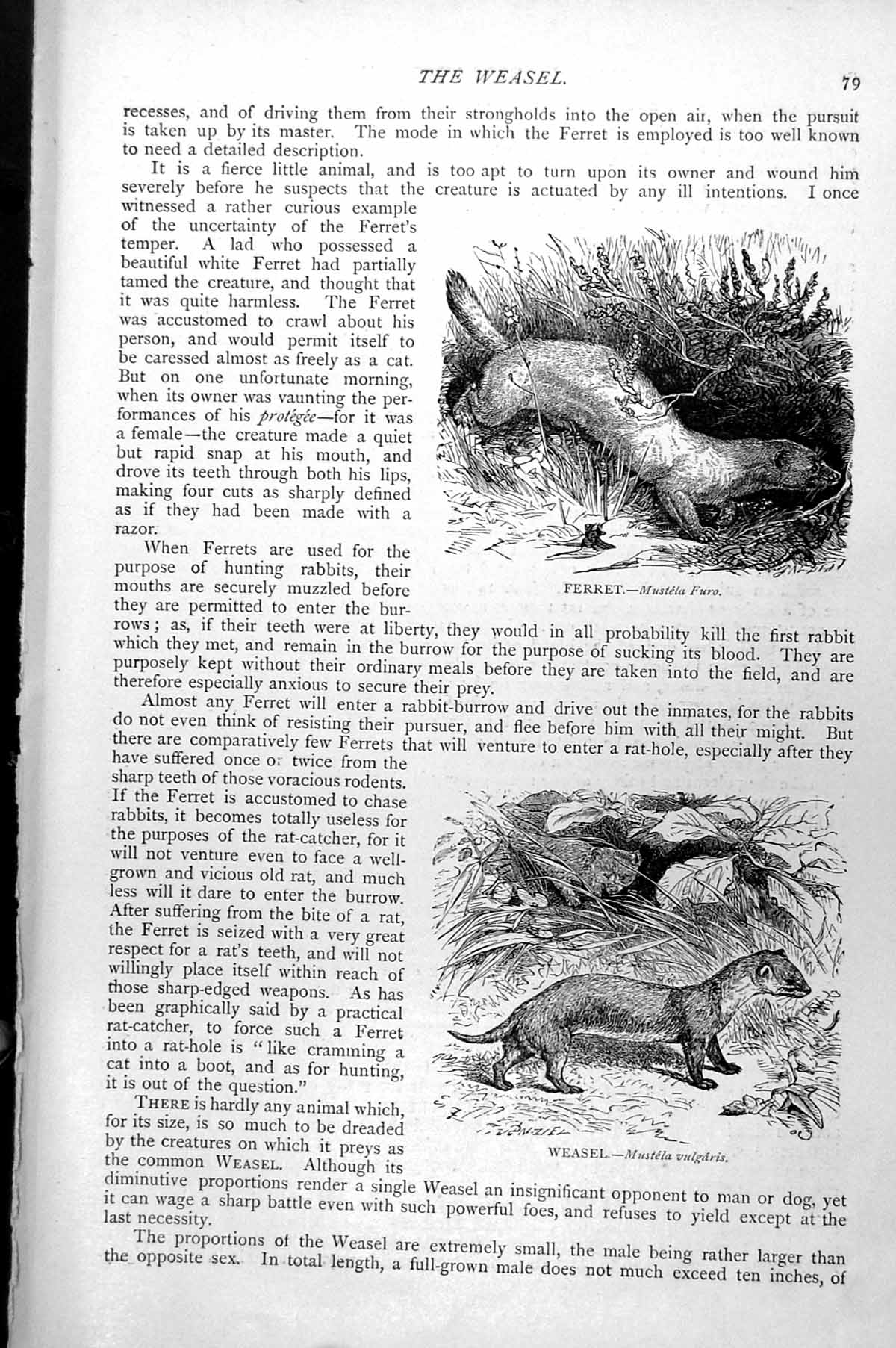 Original Old Antique Print Ferret Mustela Furo Weasel Mustela Vulgaris C1890