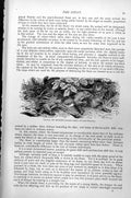 Original Old Antique Print Stoat Or Ermine Mustela Erminea C1890 19th