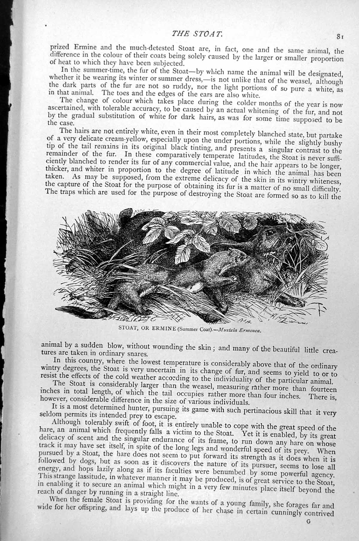 Original Old Antique Print Stoat Or Ermine Mustela Erminea C1890 19th