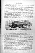 Original Old Antique Print Ratel Mellivora Ratel C1890 19th Century
