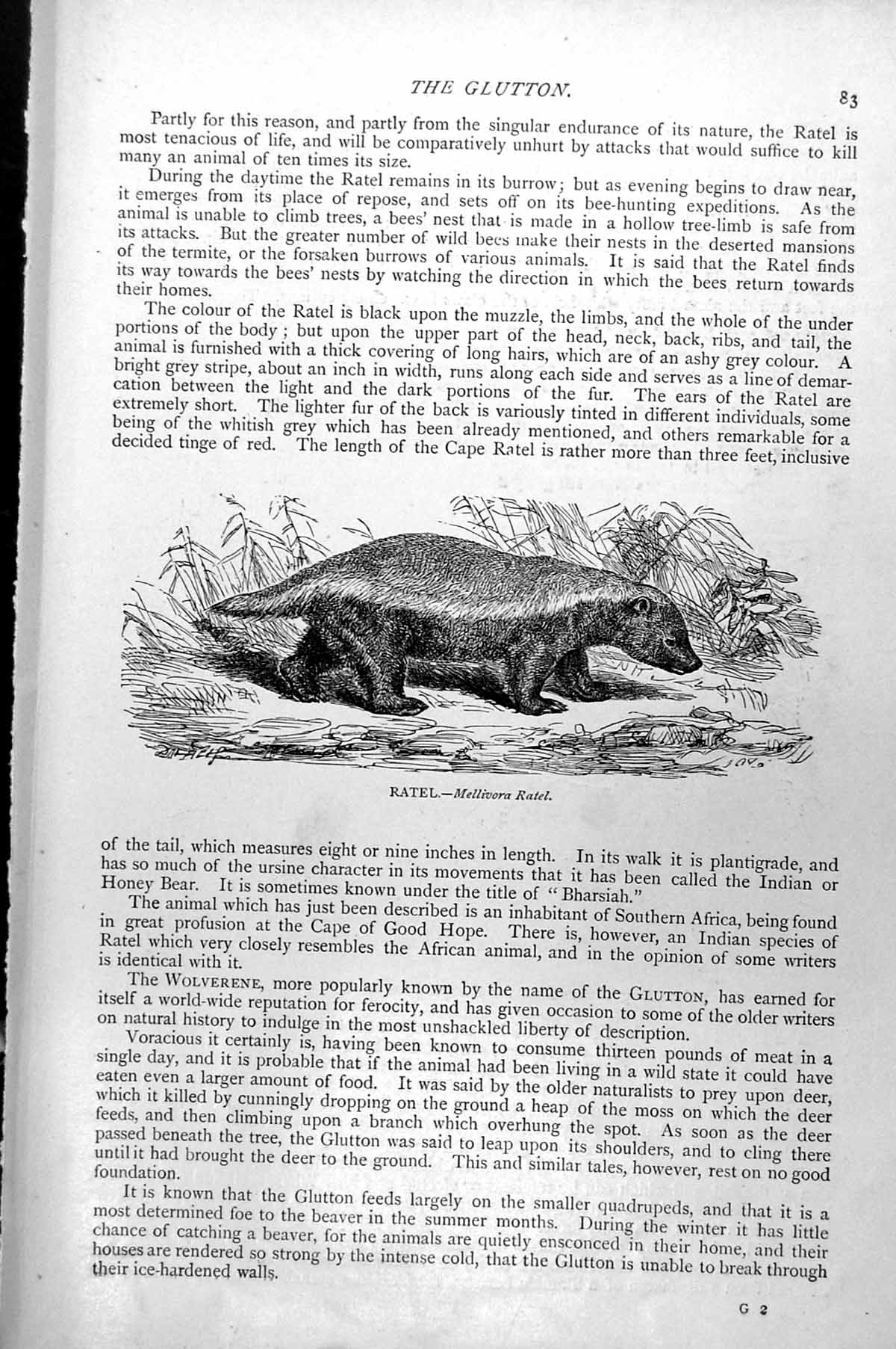 Original Old Antique Print Ratel Mellivora Ratel C1890 19th Century