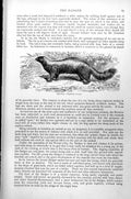 Original Old Antique Print Skunk Mephitis Varians C1890 19th Century