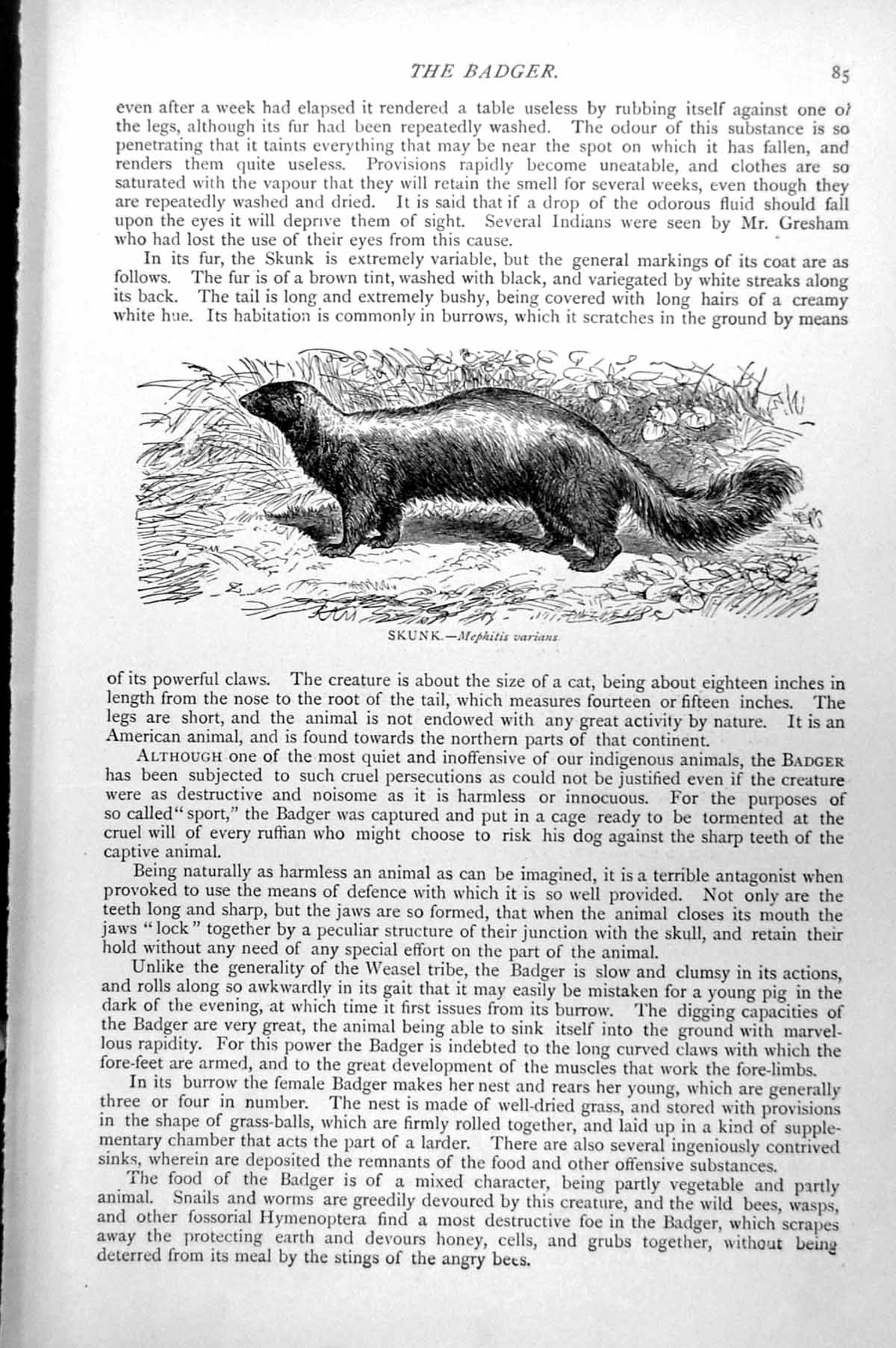 Original Old Antique Print Skunk Mephitis Varians C1890 19th Century