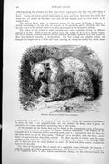 Original Old Antique Print Syrian Bear Or Dubb Ursus Isabellinus C1890 19th