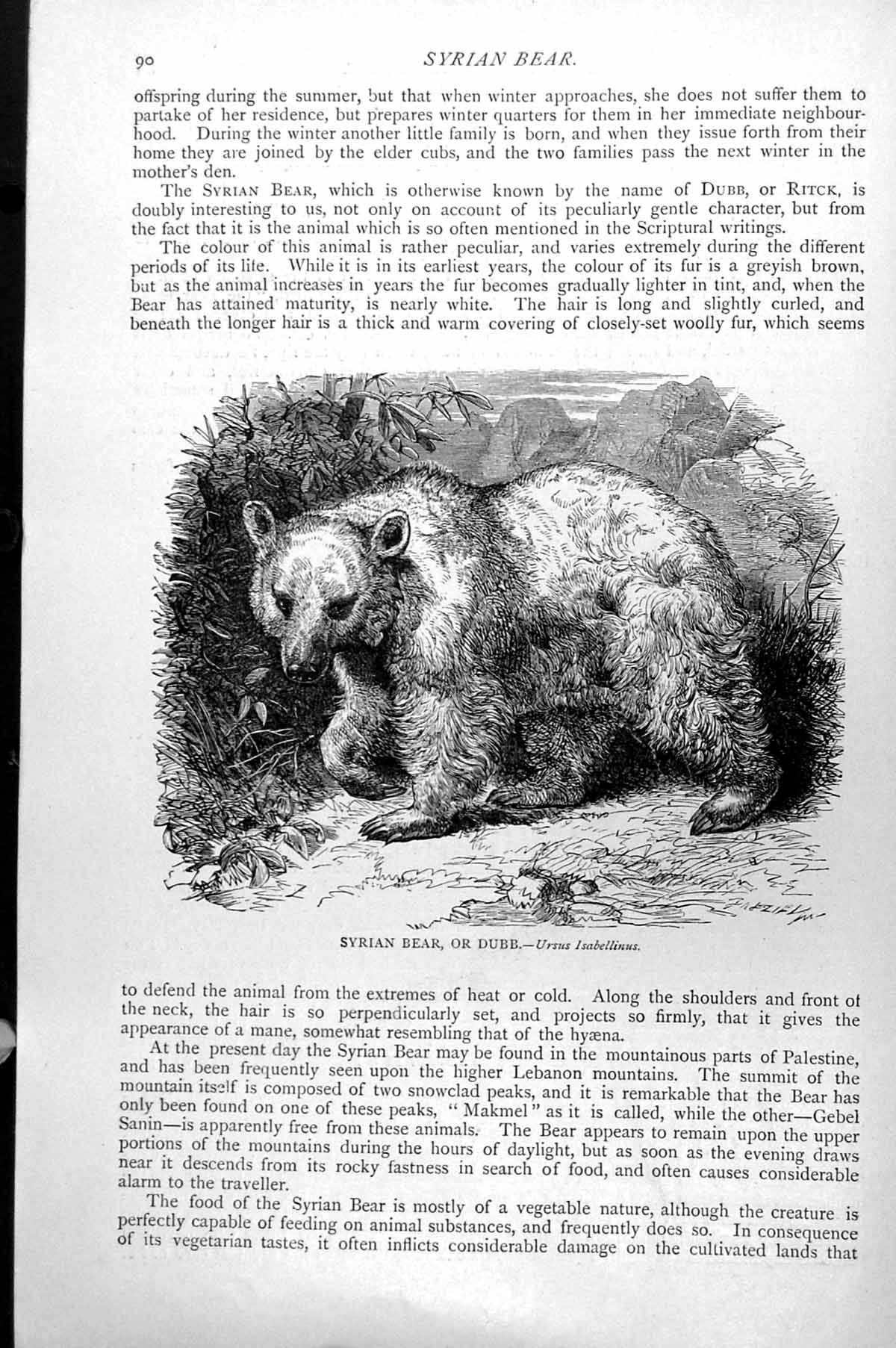 Original Old Antique Print Syrian Bear Or Dubb Ursus Isabellinus C1890 19th