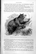 Old Antique Print Musquaw Or American Black Bear Ursus Americanus C1890 19th
