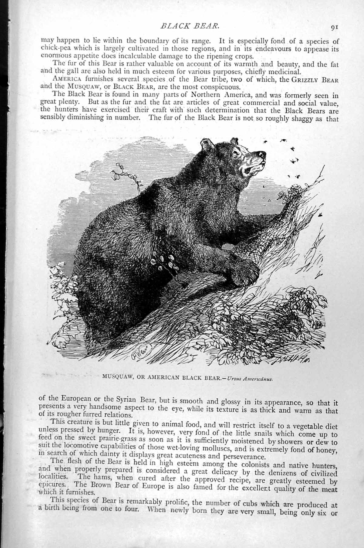 Old Antique Print Musquaw Or American Black Bear Ursus Americanus C1890 19th