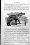 Original Old Antique Print Malayan Sun-Bear Hearctos Malayanus C1890 Victorian