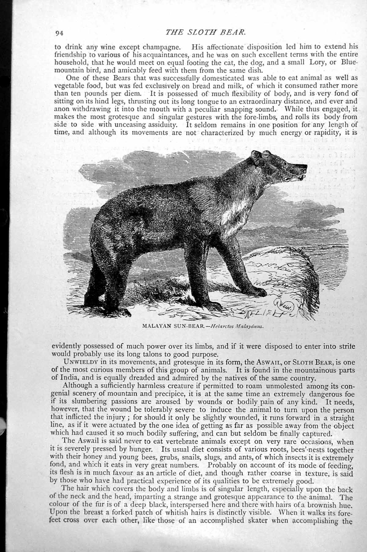 Original Old Antique Print Malayan Sun-Bear Hearctos Malayanus C1890 Victorian