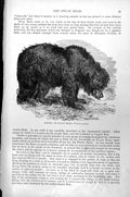 Original Old Antique Print Aswail Or Sloth Bear Melursus Lybius C1890 Victorian