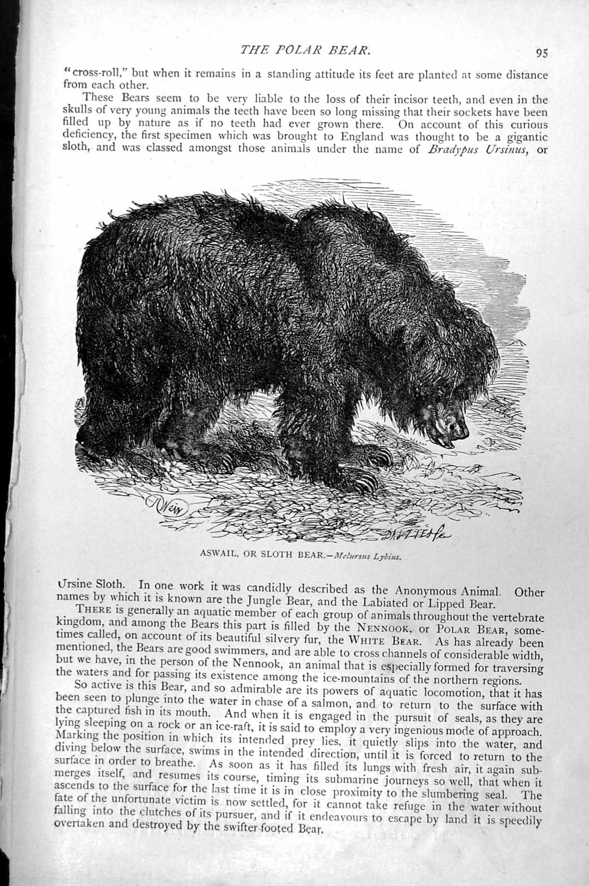 Original Old Antique Print Aswail Or Sloth Bear Melursus Lybius C1890 Victorian