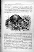 Original Old Antique Print Racoon Procyou Lotor C1890 19th Century