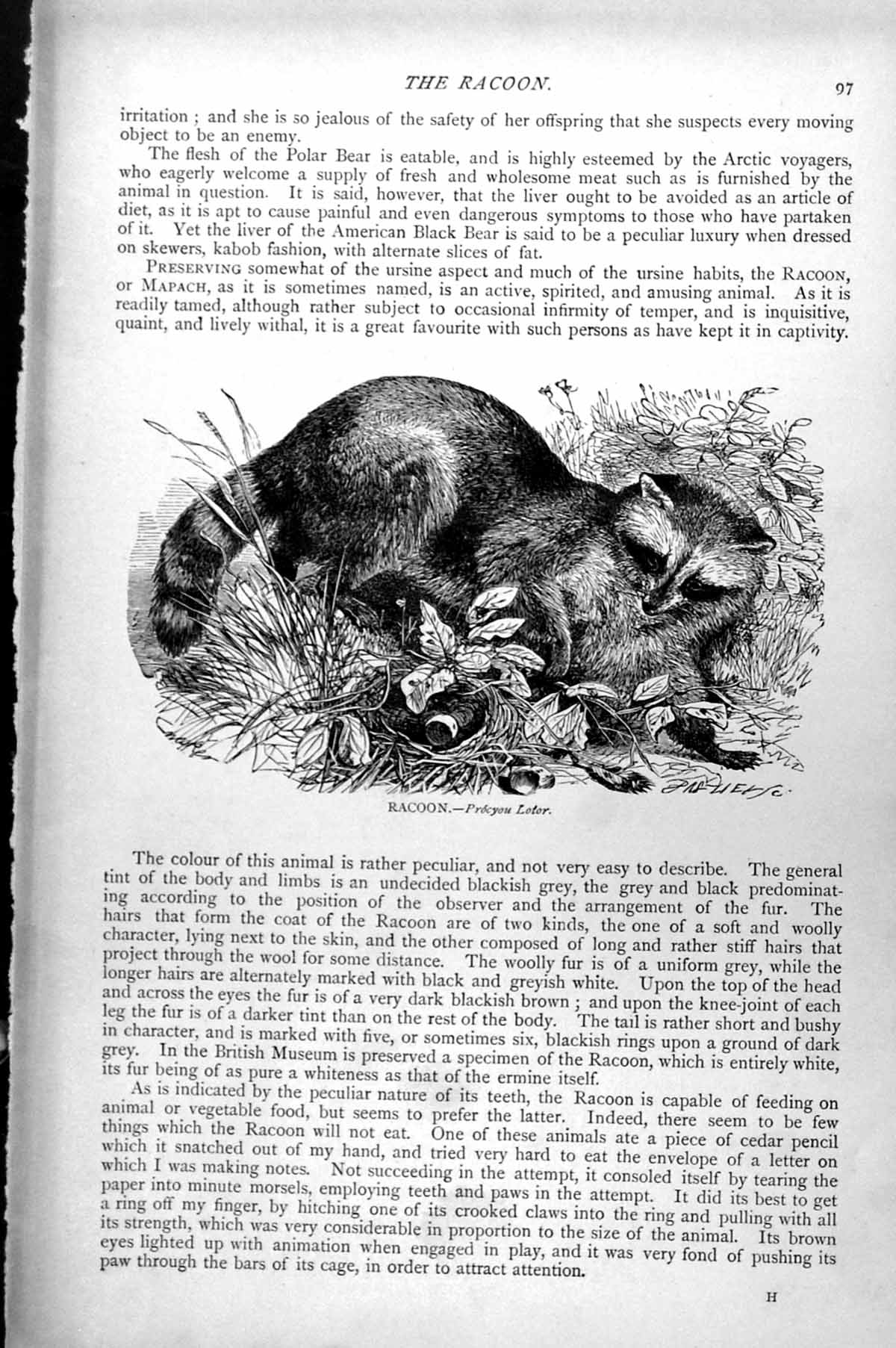 Original Old Antique Print Racoon Procyou Lotor C1890 19th Century