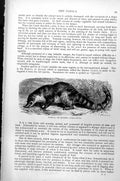 Original Old Antique Print Narica Or Quasje Nasua Narica C1890 19th