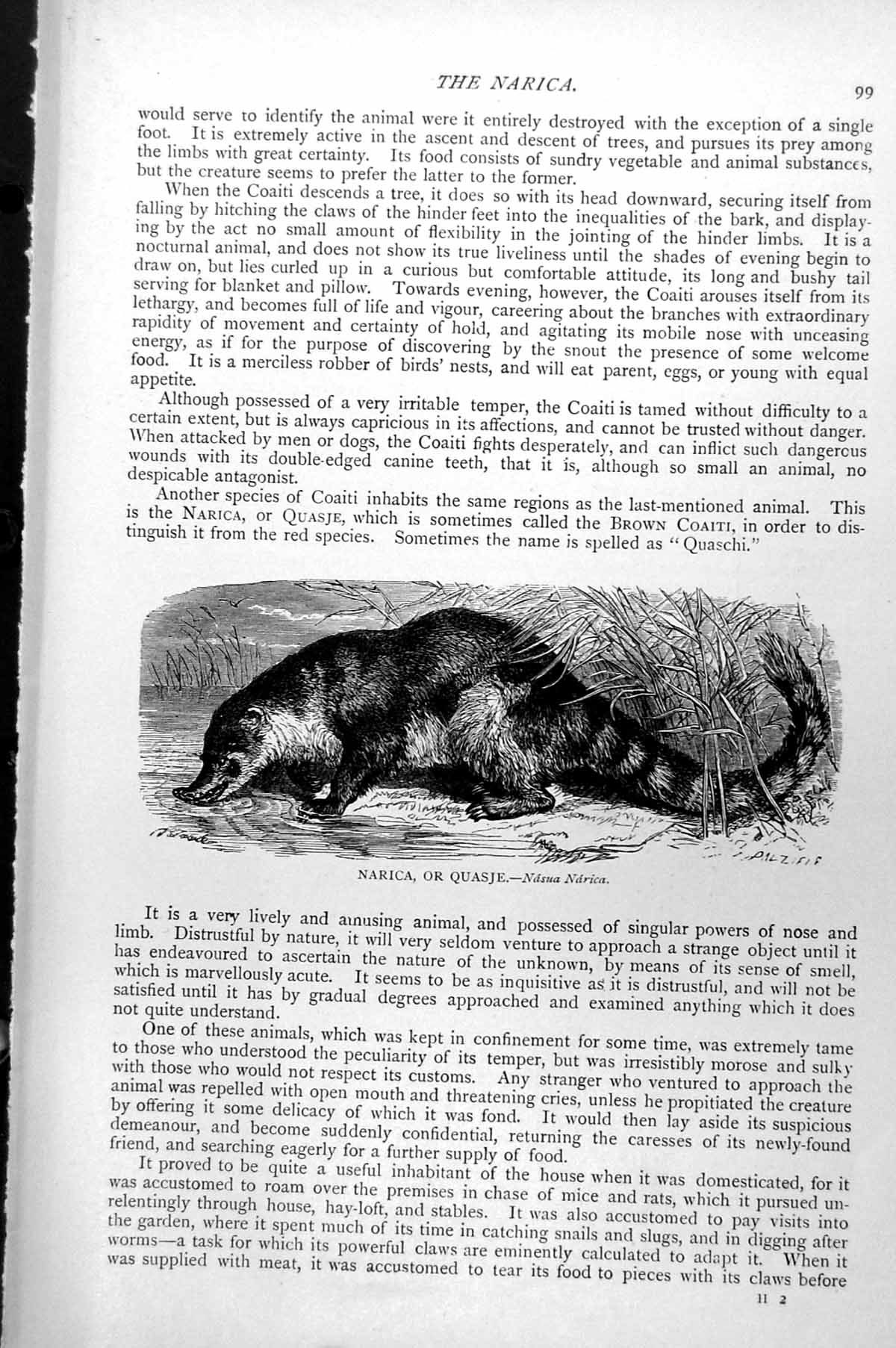 Original Old Antique Print Narica Or Quasje Nasua Narica C1890 19th