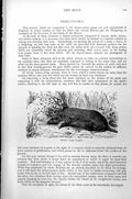 Original Old Antique Print Mole Talpa Europea C1890 19th Century