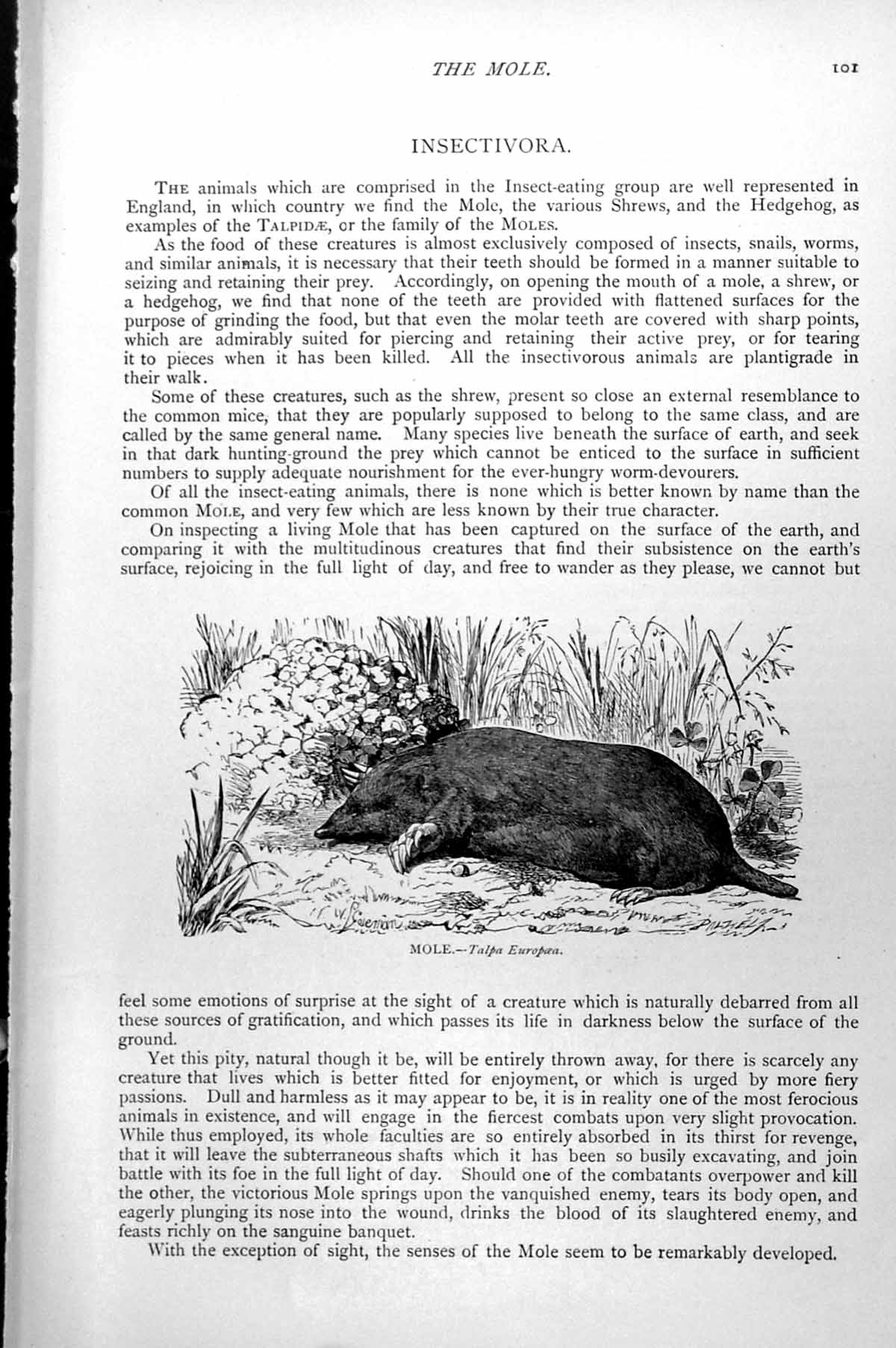 Original Old Antique Print Mole Talpa Europea C1890 19th Century