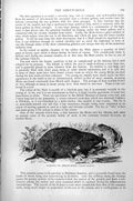 Original Old Antique Print Scalops Or Shrew Mole Scalops Aquaticus C1890 19th