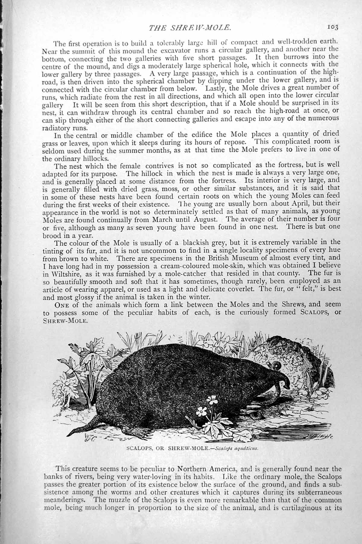 Original Old Antique Print Scalops Or Shrew Mole Scalops Aquaticus C1890 19th