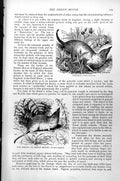 Antique Old Print Sondeli Sorex Murinus Erd Shrew Shrew Mouse Corstra C1890
