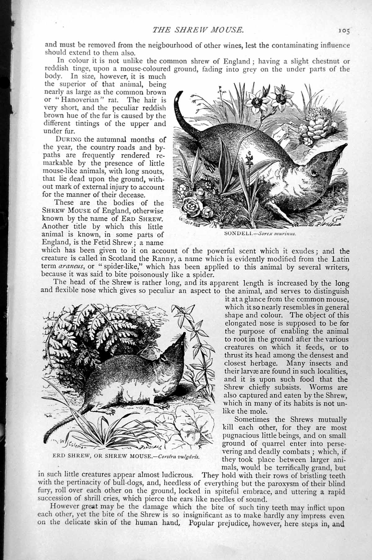 Antique Old Print Sondeli Sorex Murinus Erd Shrew Shrew Mouse Corstra C1890