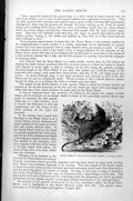 Antique Old Print Oared Shrew Or Black Water Shrew Crossopus Ciliatus C1890