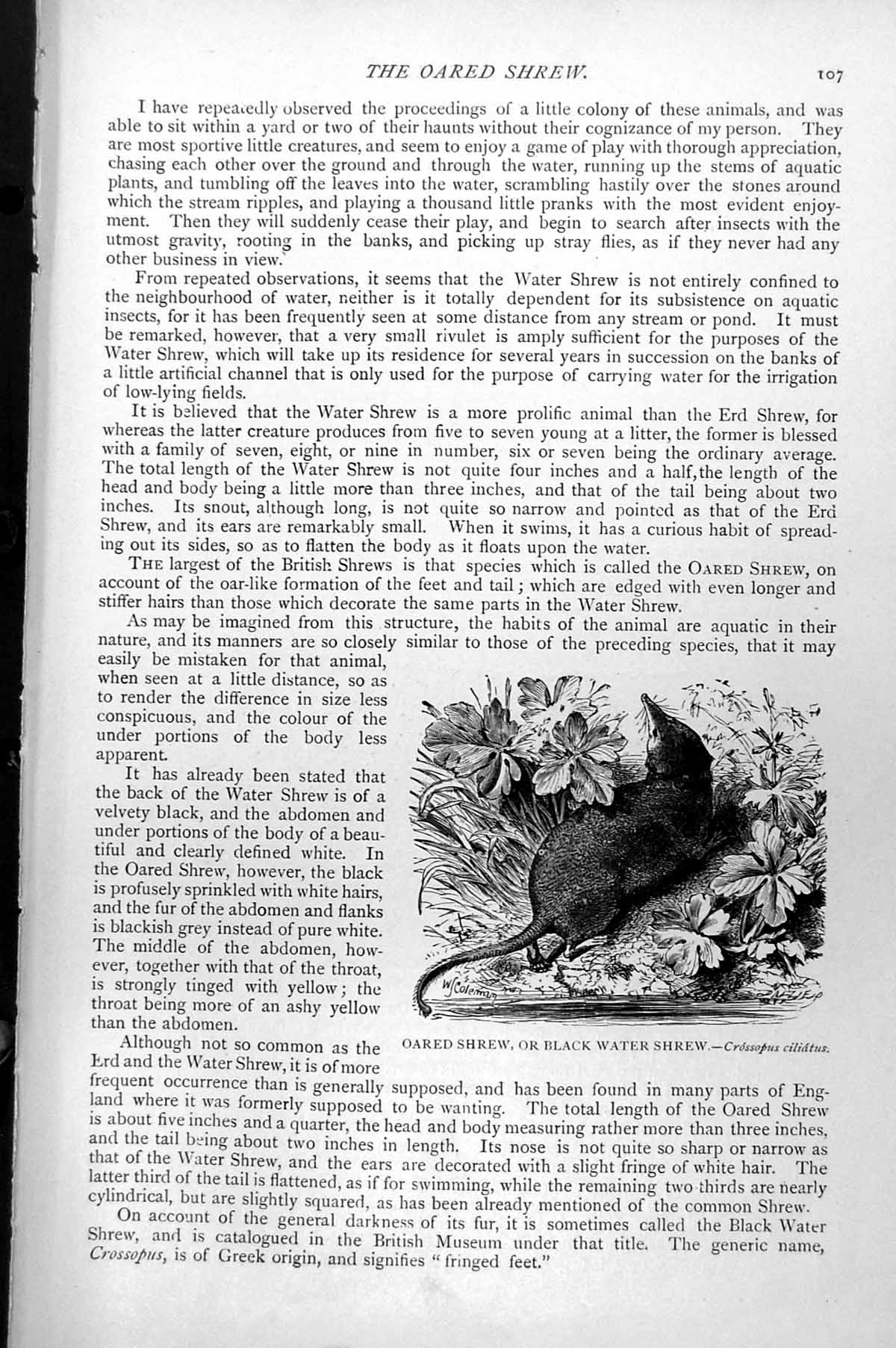 Antique Old Print Oared Shrew Or Black Water Shrew Crossopus Ciliatus C1890