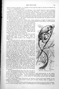 Original Old Antique Print Pen-Tail Ptilocerus Lowii C1890 19th