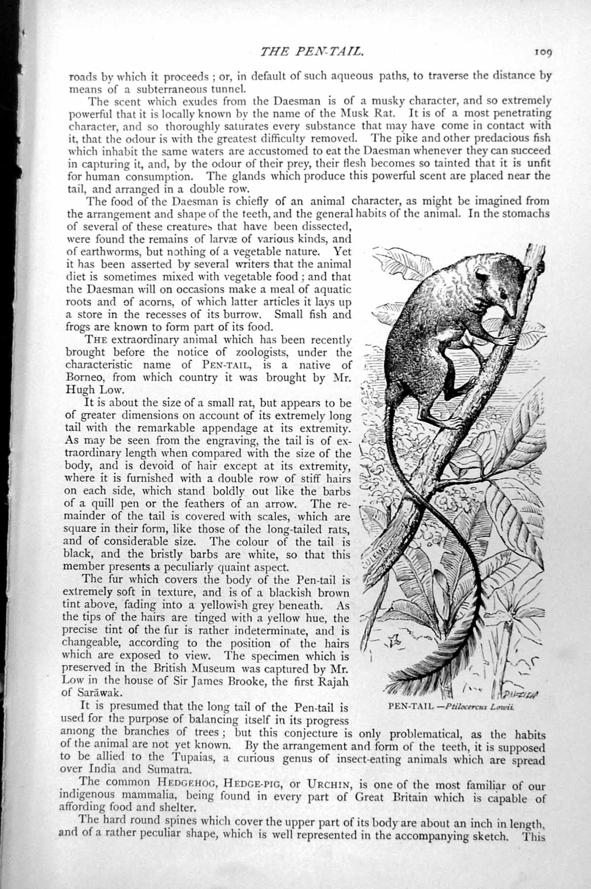 Original Old Antique Print Pen-Tail Ptilocerus Lowii C1890 19th