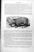 Original Old Antique Print Tanrec Centetes Ecaudatus C1890 19th