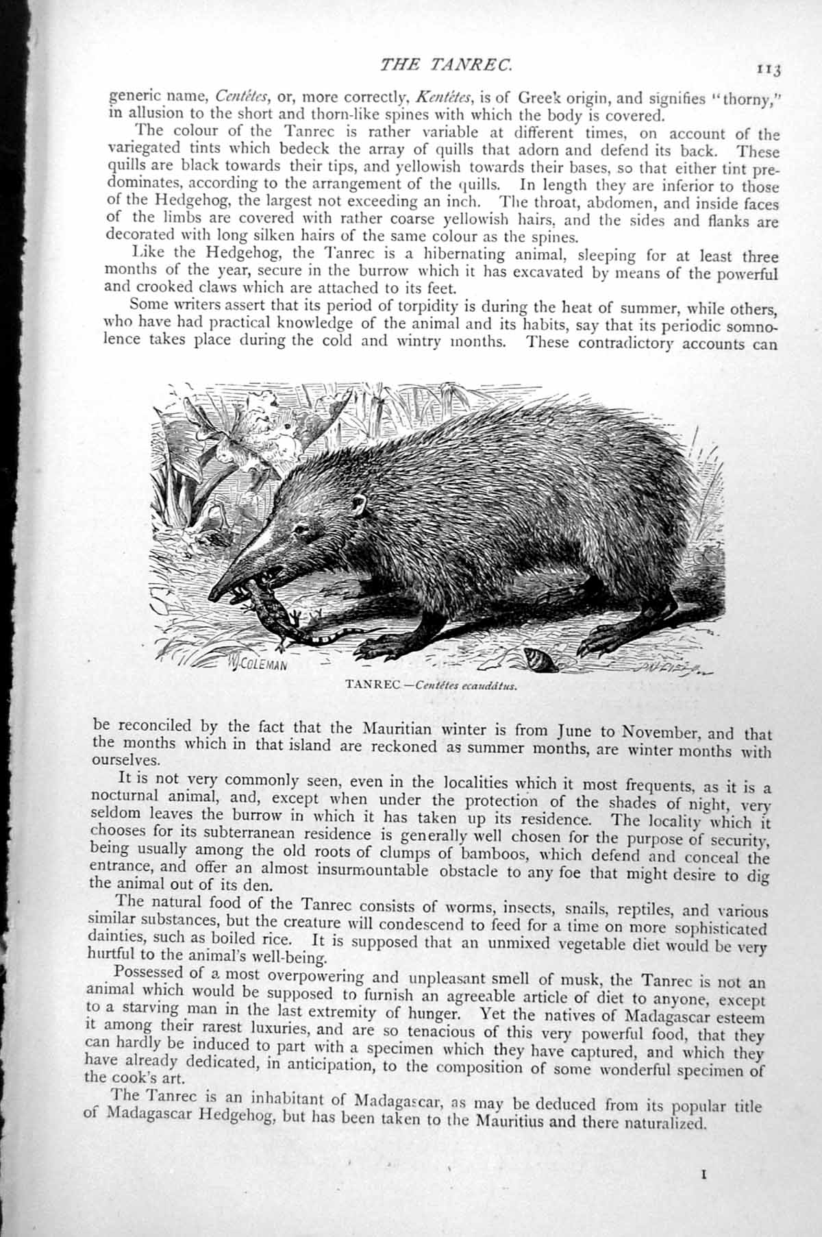 Original Old Antique Print Tanrec Centetes Ecaudatus C1890 19th