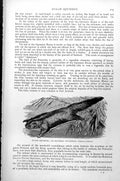Antique Old Print Sugar Squirrel Or Squirrel Petaurus Petaurus Sciurens C1890