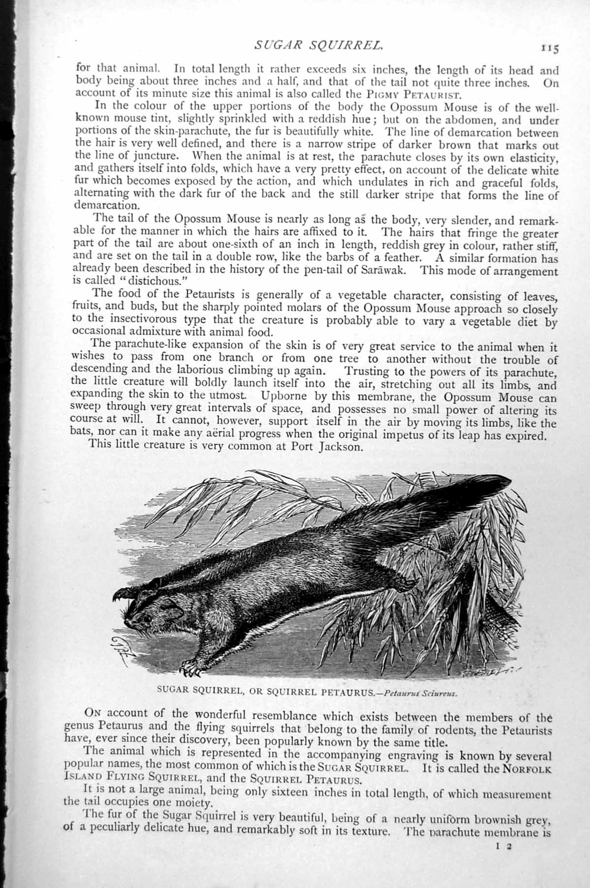 Antique Old Print Sugar Squirrel Or Squirrel Petaurus Petaurus Sciurens C1890
