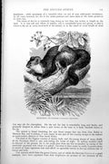 Original Old Antique Print Petaurist Or Taguan Petaurista Taguanoides C1890