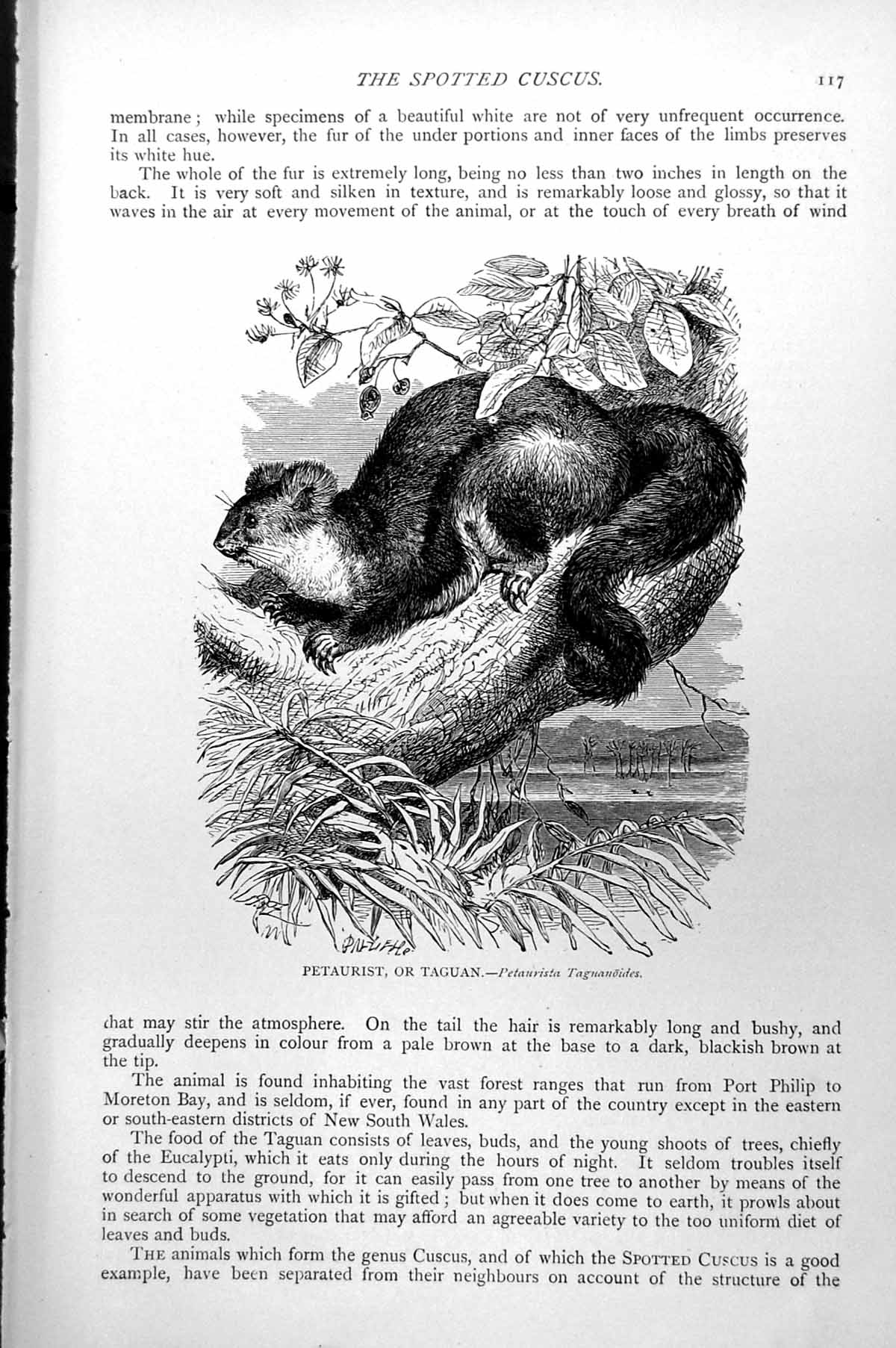Original Old Antique Print Petaurist Or Taguan Petaurista Taguanoides C1890