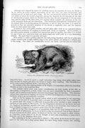 Old Antique Print Koala Or Australian Bear Phascolarctos Cinereus C1890 19th