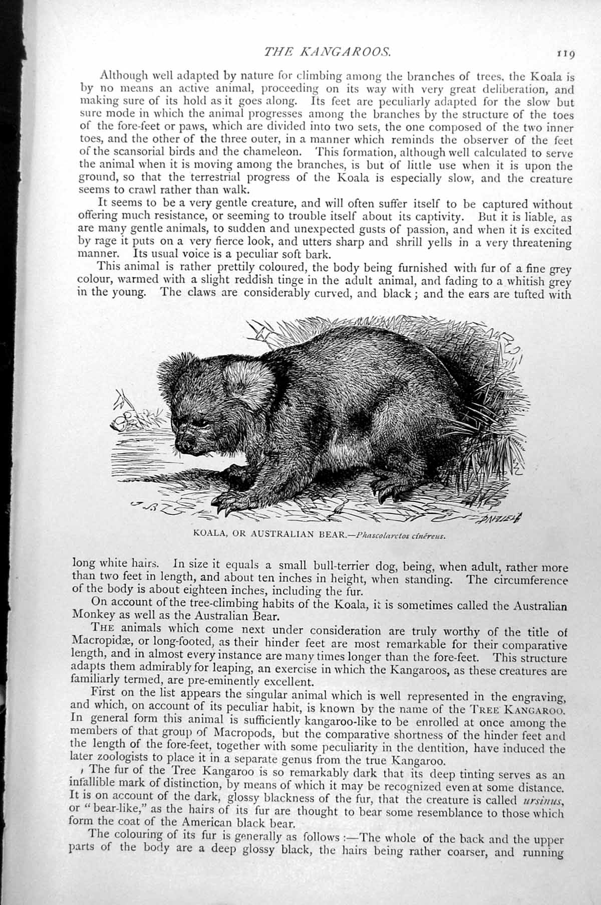 Old Antique Print Koala Or Australian Bear Phascolarctos Cinereus C1890 19th