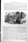 Original Old Antique Print Rock Kangaroo Petrogale Penicillata C1890 Victorian