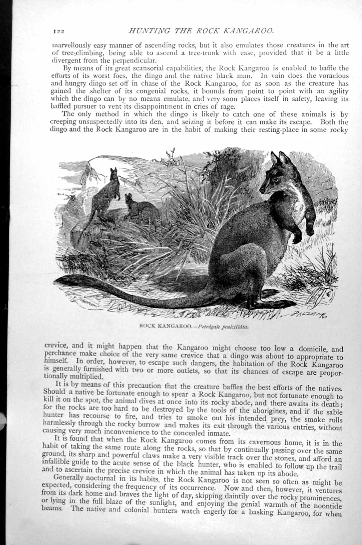Original Old Antique Print Rock Kangaroo Petrogale Penicillata C1890 Victorian