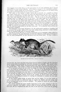 Original Old Antique Print Brush-Tailed Bettong Bettongia Penicillata C1890