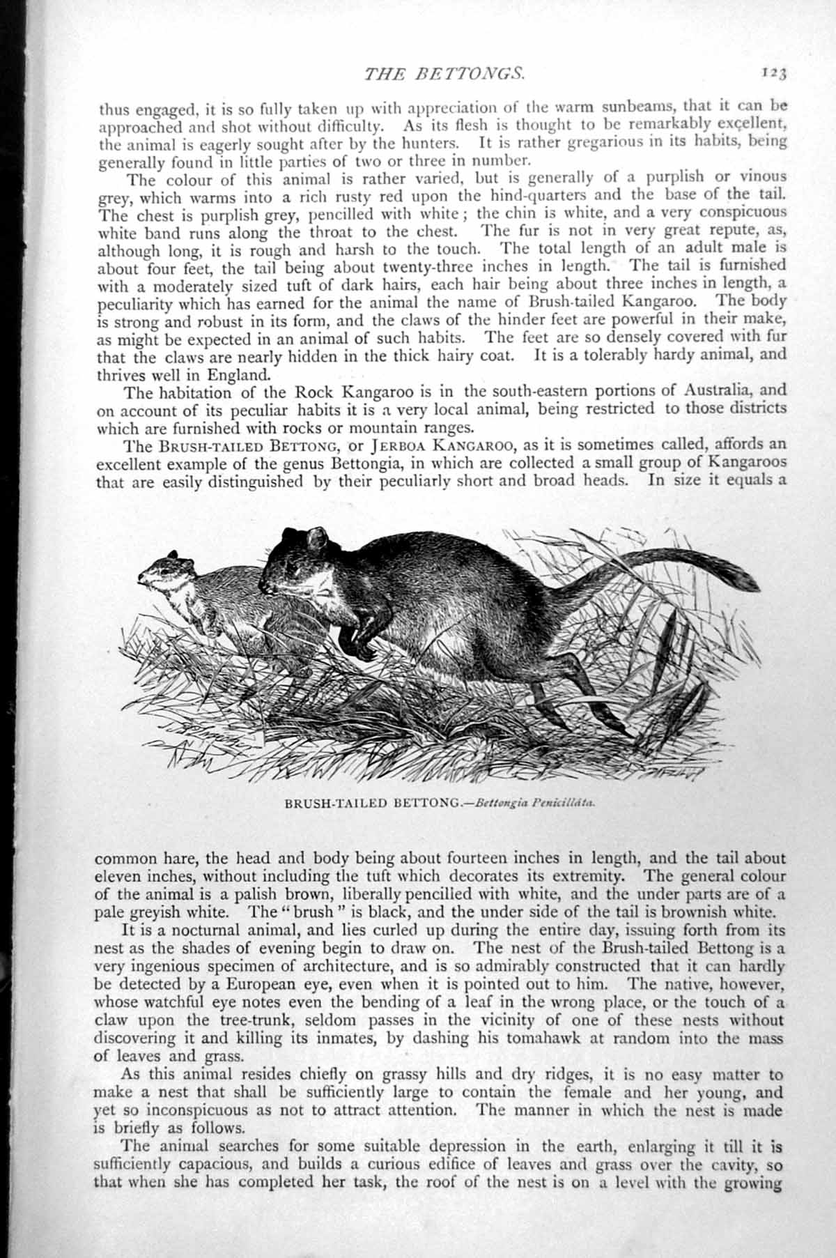 Original Old Antique Print Brush-Tailed Bettong Bettongia Penicillata C1890